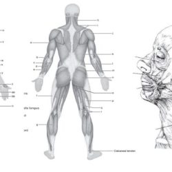 Gross anatomy of the muscular system review sheet