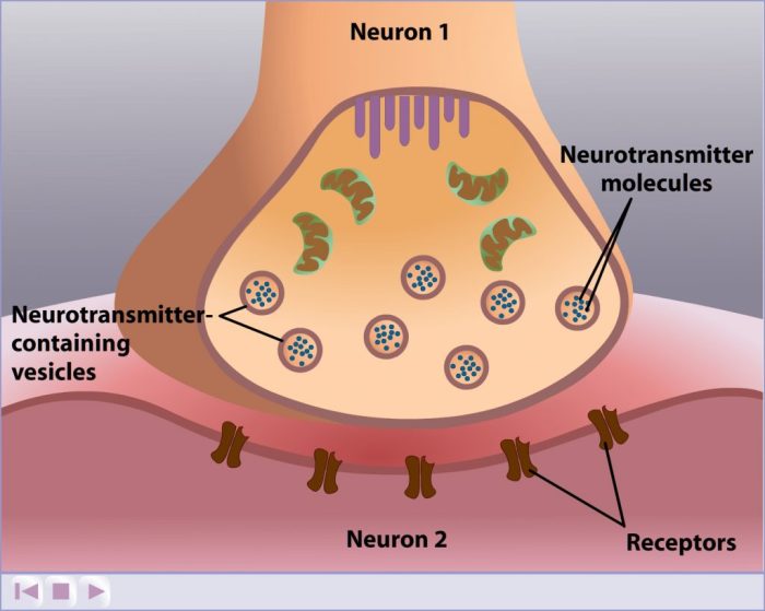 Synapse neuron neurons ions sodium neurotransmitters physiology membrane axon presynaptic synapses identify ion depolarization gated channels communicate signals nervous ca2